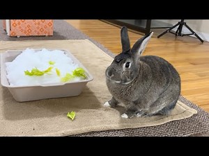 Snow Brings Joy to One Bunny ❄️🐰 & Recovery Update🌹💕