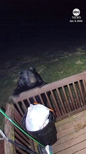 1.1M views · 13K reactions | One person's trash is a bear's treasure. Home security footage shows the moment a black bear ripped the railing off the deck of a house in Massachusetts to get at a trash can. The homeowners will need to repace the railing, but said "it was amazing seeing wildlife in New England." https://abcnews.visitlink.me/jnqjRJ | ABC News | Facebook