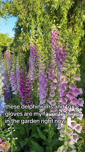 Container Garden Transition for Hot Summer Days