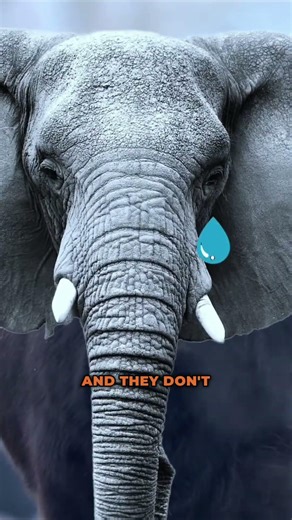 ATENTION‼️Bigger cows do not always mean better results.