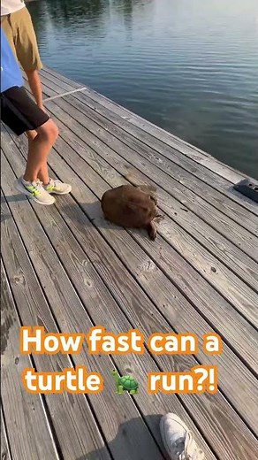 How fast can a turtle run? #fishing #turtle