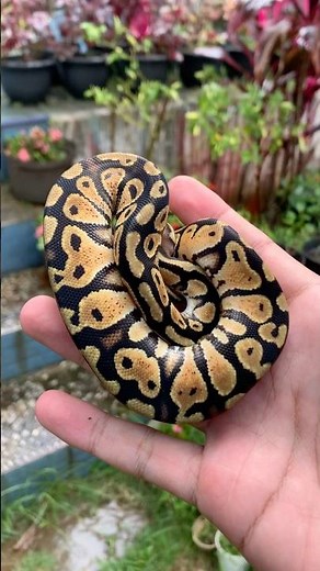 ball python pastel possible het dessert ghost
