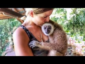 ELEPHANTS, CHIMPANZEES, & GIBBONS SAFARI BEHIND THE SCENES