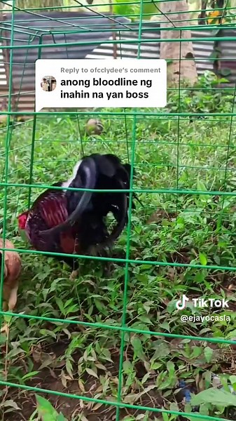 Understanding the Blueband Kelso Bloodline in Gamefowl