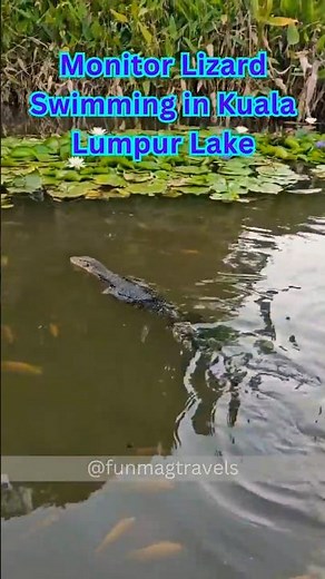 Wild Monitor Lizard Swimming in Kuala Lumpur Park!