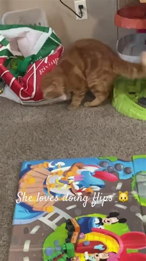Cat doing flips🐱