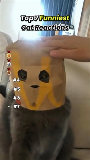Funny Cat 🐈
