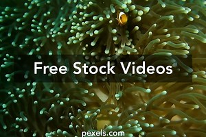 Animated Wallpaper Fish Videos, Download The BEST Free 4k Stock Video Footage & Animated Wallpaper Fish HD Video Clips