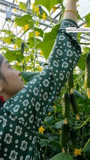 organic cucumber farm #shorts #himalayanfarming