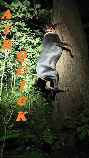 Hit me with the Quick ness! #blackandtan #coonhound#hunting