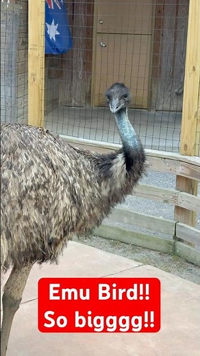 🐦 Emu Bird Up Close! | Second Largest Bird in the World 😲