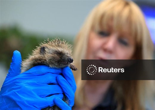 Pairi Daiza Foundation's wildlife hospital and rehabilitation center for native species in Brugelette
