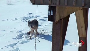Coyote spotting surprises residents of Halifax-area subdivision