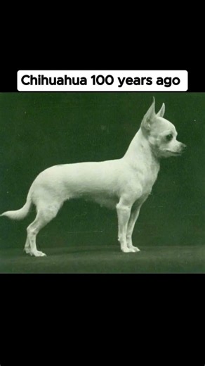 Dogs 100 Years Ago vs Now 🤯 #dogevolution #beforeandafter #shorts