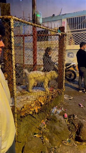Wild Little Frog Wanders Around Fireworks