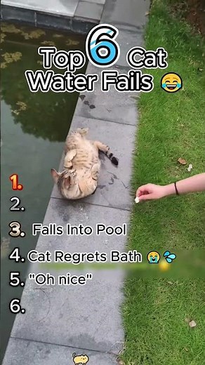 Top 6 Funniest Cat Water Fails 💦🐱 #funnycats #cats #funnycatfails