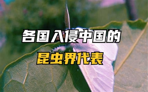 入侵中国的各国昆虫代表，中国昆虫界的侵略者！已对生态造成威胁