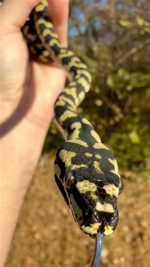 🖤 Jungle Carpet Python 💛