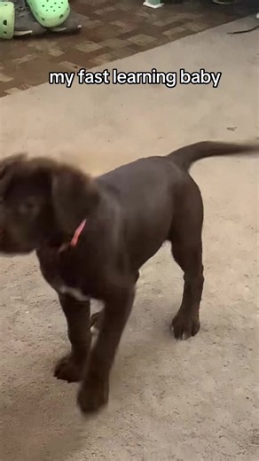 Amazing Shiba Inu Learns Tricks Quickly