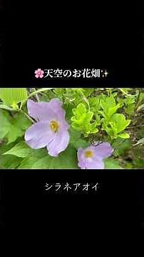 『天空のお花畑』と呼ばれる月山は、6月下旬から8月に約130種類の高山植物が咲き誇る。 #天空のお花畑 #月山 #高山植物
