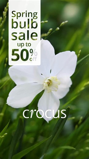 Perfect for creating easy-care swathes of spring colour in borders or lawns, bulbs can also be potted up in lasagne-like layers to create fantastic displays lasting up to 6 months. | Crocus.co.uk