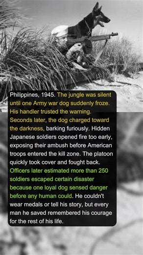1 War Dog Saved 250 Soldiers During a Midnight Ambush | Military History Talks