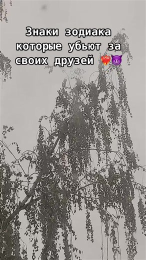 Weeping Willow Tree Predictions in Foggy Setting