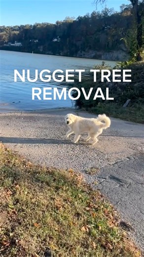 24K views · 2K reactions | HELLO IF YOU HAVE A STICK PROBLEM LIKE MY BROTHER BUGSY CALL ME AT 1 800 NUG HAHA I WILL DO MY BEST TO HELP CHECK OUT MY YELP REVIEWS THEY ARE ALL POSITIVE OK I HAVE ANOTHER JOB WAITING HAVE A GOOD DAY BYE BYE | Ralphie the Reformed Demon Dog | Facebook