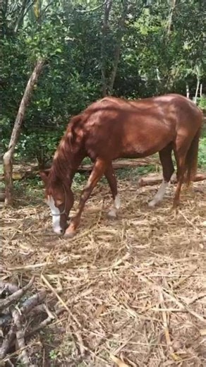 Life in the Nicaraguan Countryside: Agriculture and Livestock