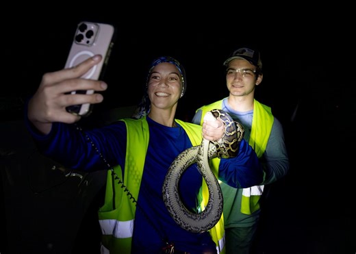 Photos show massive snakes captured in Florida Python Challenge