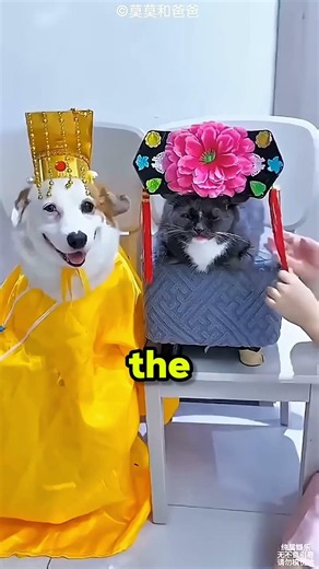This might be the funniest pet wedding you'll ever see! 😂🐶🐱💍#FunnyDogs #FunnyCats #petwedding