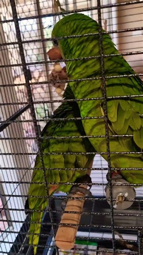 Cheeky amazon parrots #parrot #funny #birds