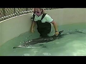 The Story of J.J - SeaWorld San Diego - 9/10/1997