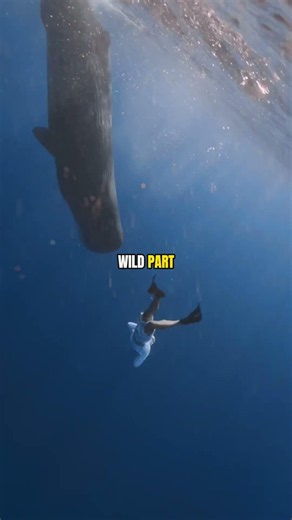 The giant squid no human has ever seen alive