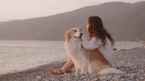 The fascinating world of border collies