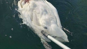 «Svanhild» funnet død med stygge skader