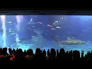作業用映像 美ら海水族館