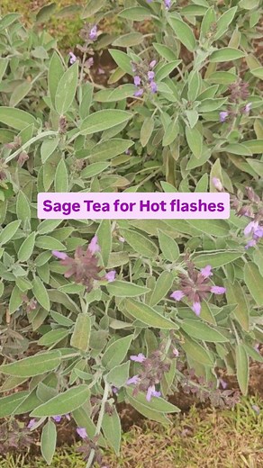416 reactions · 24 shares | A cooling tea, sage us more than beauty, this tea is a calming one for anyone with excessive night sweats and hot flashes 0113801118 | Umai Naturals | Facebook