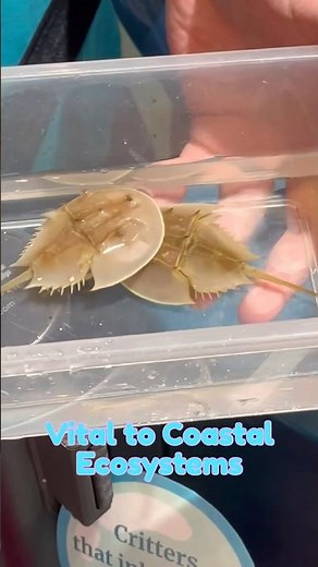 Horseshoe Crabs Are Older Than Dinosaurs 🦀 #MarineLife #WildlifeFacts #OceanEducation