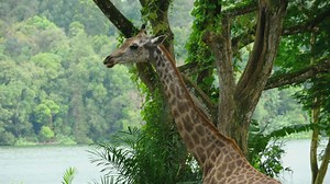 Giraffe in natural environment - Free Stock Video