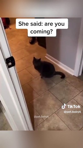 Cat Saying Hello Compilation