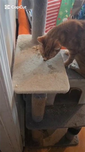 Does Your Cat Do This As Well?