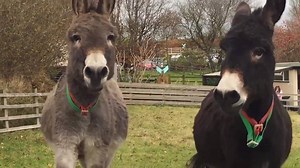 ❓ Did you know... Donkeys love to play! You'll often find friends rearing, bucking, nipping and chasing each other around their paddocks while they play-fight. Find out more about donkey behaviour in our Donkey Care Handbook ➡️ www.thedonkeysanctuary.org.uk/donkey-care-handbook | The Donkey Sanctuary