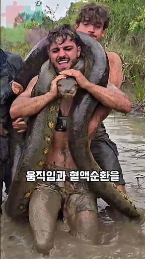 Why the world's most dangerous snake doesn't need venom #Snake #Anaconda