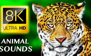 动物的声音 ANIMAL SOUNDS 8K ULTRA HD