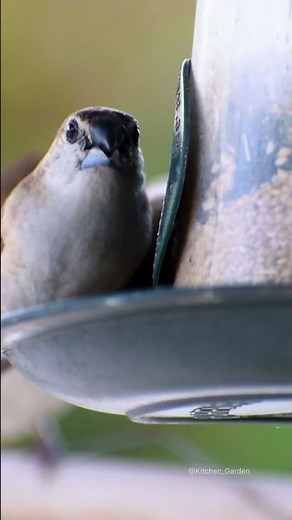 Attract Birds to Home using Bird Feeder #birds
