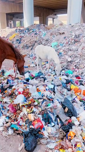 77K views · 3.6K reactions | #live #germany | Alias Safari | Facebook