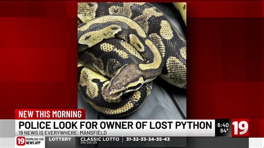 Police look for owner of lost python