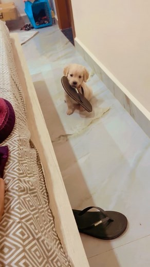 Mr. Noddy and Mr. jerry on Instagram: "Hmara chor ❤️❤️ . Thank you my golden family for showing so much love ❤️ . . #goldenretriever #golden #goldendoodle #dog #doglovers #dogsofinstagram #dogoftheday #viralreels #trendingreels #instagramreels #puppies #puppylove #puppiesofinstagram #puppyoftheday #chor #cutebaby #cute #cuteness #cutenessoverload #doggram"