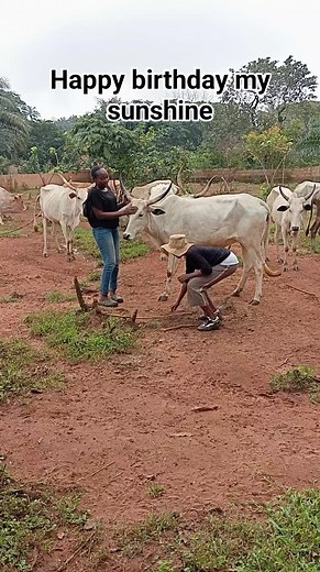 Happy birthday my sunshine #nsukkafarmer #igboherdswoman #ngurunsukka | Ekene Aleke Obayi